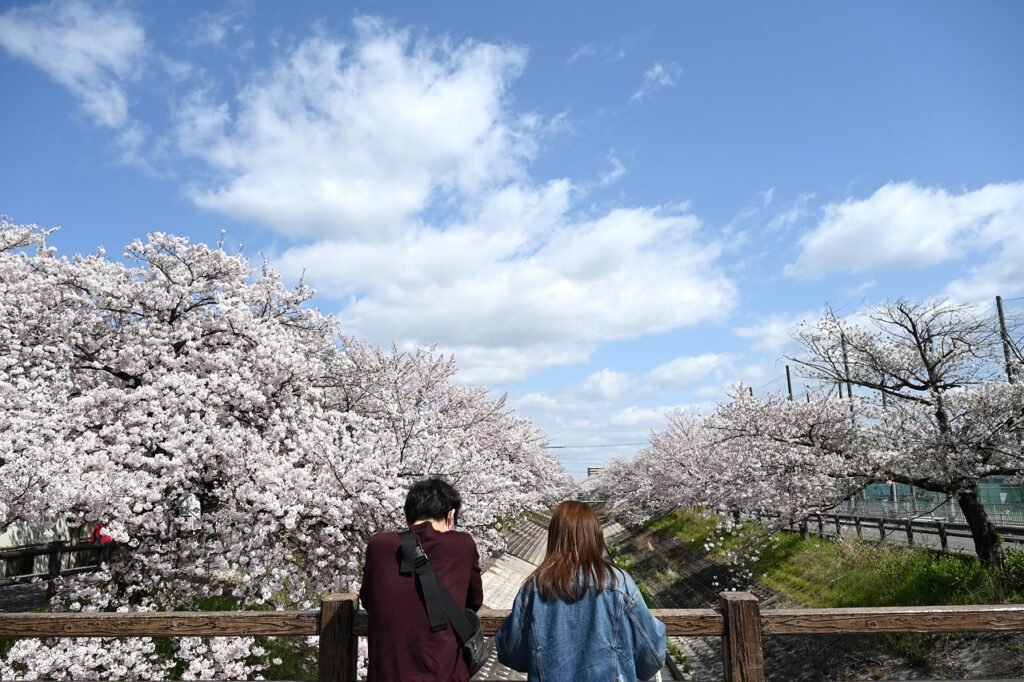 cherry-blossoms-lover-nature-5005244 cherry blossoms, lover, nature-5005244.jpg
