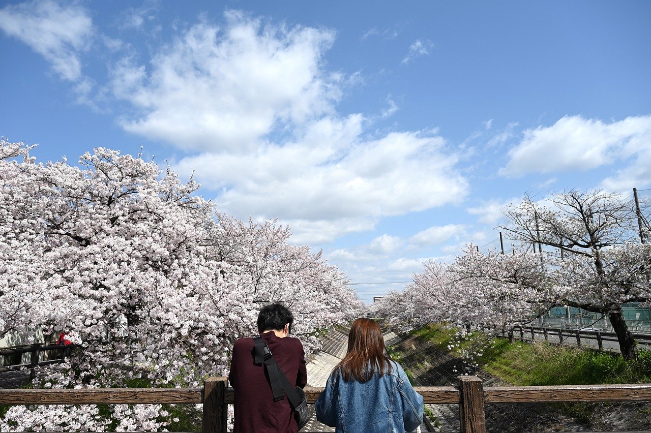 cherry blossoms, lover, nature-5005244.jpg